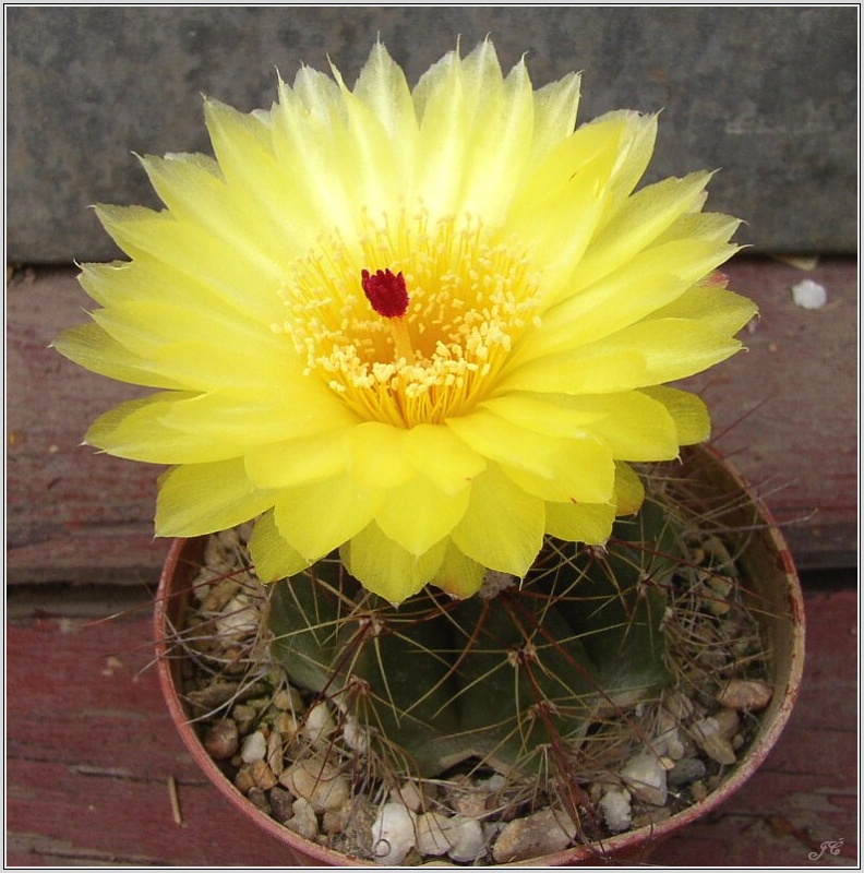 Notocactus ottonis.jpg